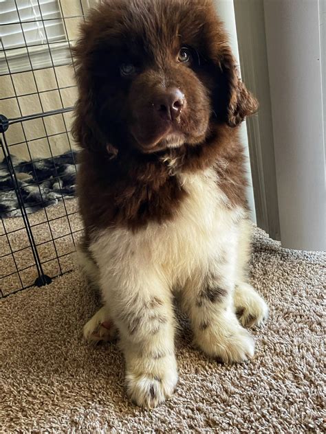 This hero is a big-boned muscular working and guardian dog with webbed-feet, a water-resistant double thick coat, and huge lungs, that allow them to swim through icy waters for a long time as a lifeguard. . Newfoundland puppies for sale